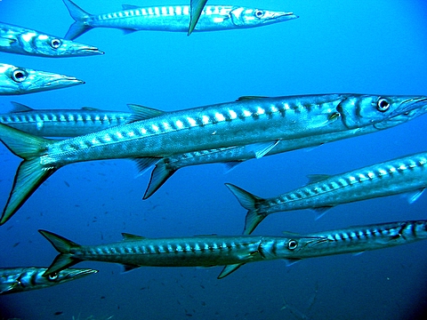 Barracuda al Circeo Sphyraena viridensis